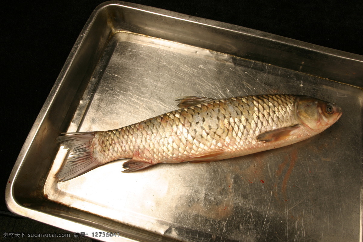 草鱼 鲜活 海鲜 新鲜海产品 水产品 生物世界 鱼类