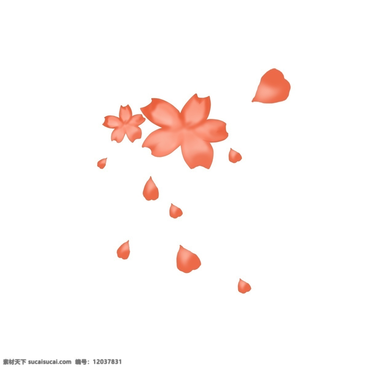 掉落 樱花 花瓣 图 正在 暖色调 暖 粉色 微风 吹 落 免扣图
