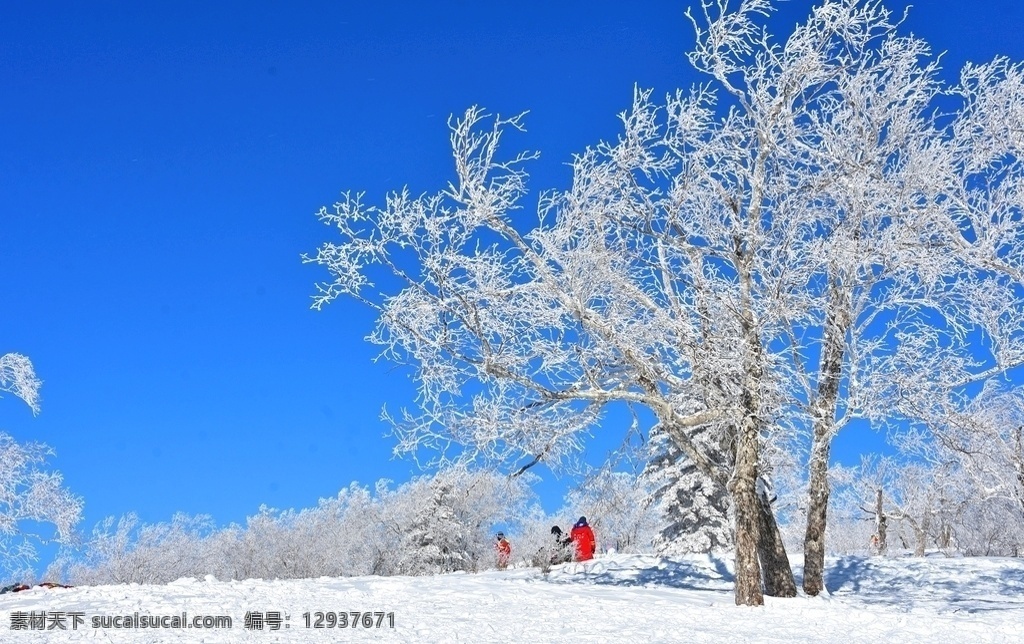 雪景 树挂 大雪 雪地 白茫茫 蓝天 户外 风景 冬天 树枝 树木 树影 树林 寒冷 自然景观 自然风景