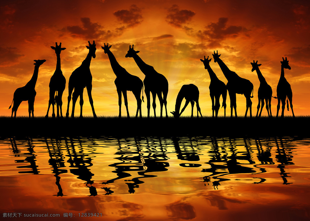 黄昏 时 草原 上 长颈鹿 非洲草原风景 非洲动物 美丽风景 动物剪影 陆地动物 生物世界