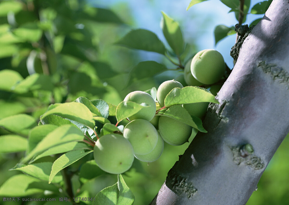 未 成熟 桃子 树 未成熟的桃子 桃子树 绿桃子 生物世界
