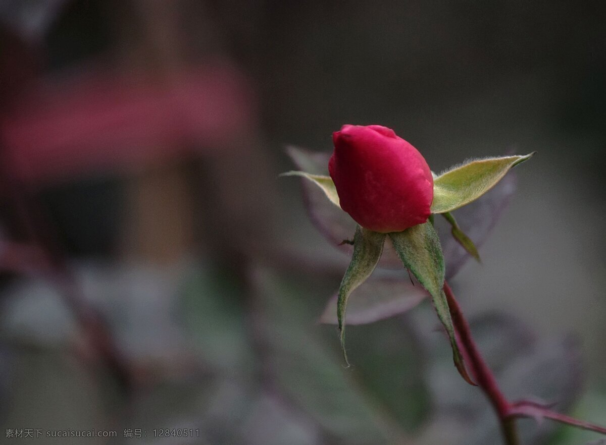 唯美 红色 玫瑰 花苞 高清 花卉 花朵 花草 花瓣