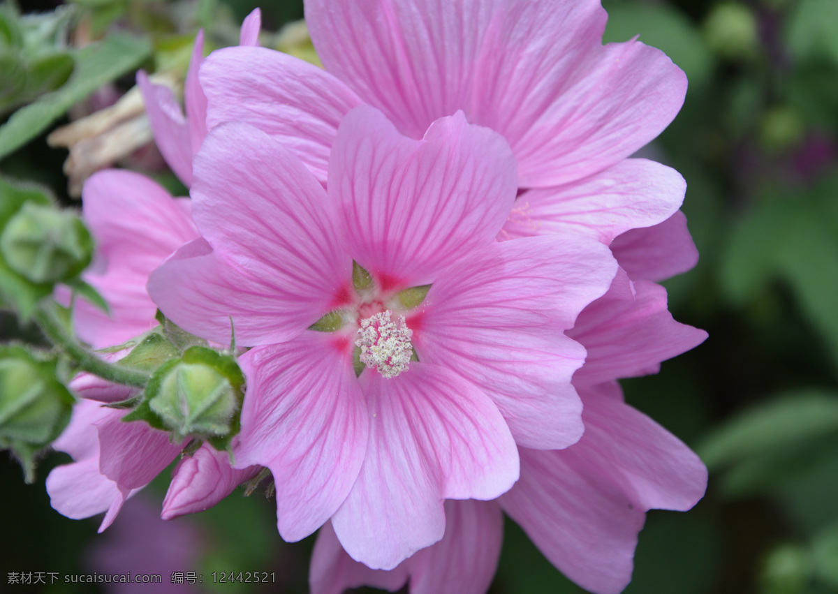 绿色植物 植物 花朵 花苞 花瓣 特写 粉色花瓣 壁纸 花心 花蕊 花骨朵