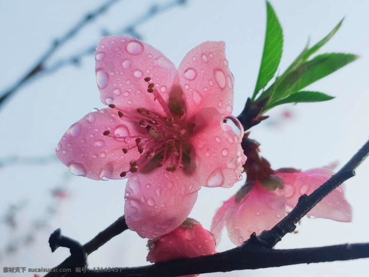 桃花 绿芽 立春 雨后的花 春天到了 自然景观 自然风景