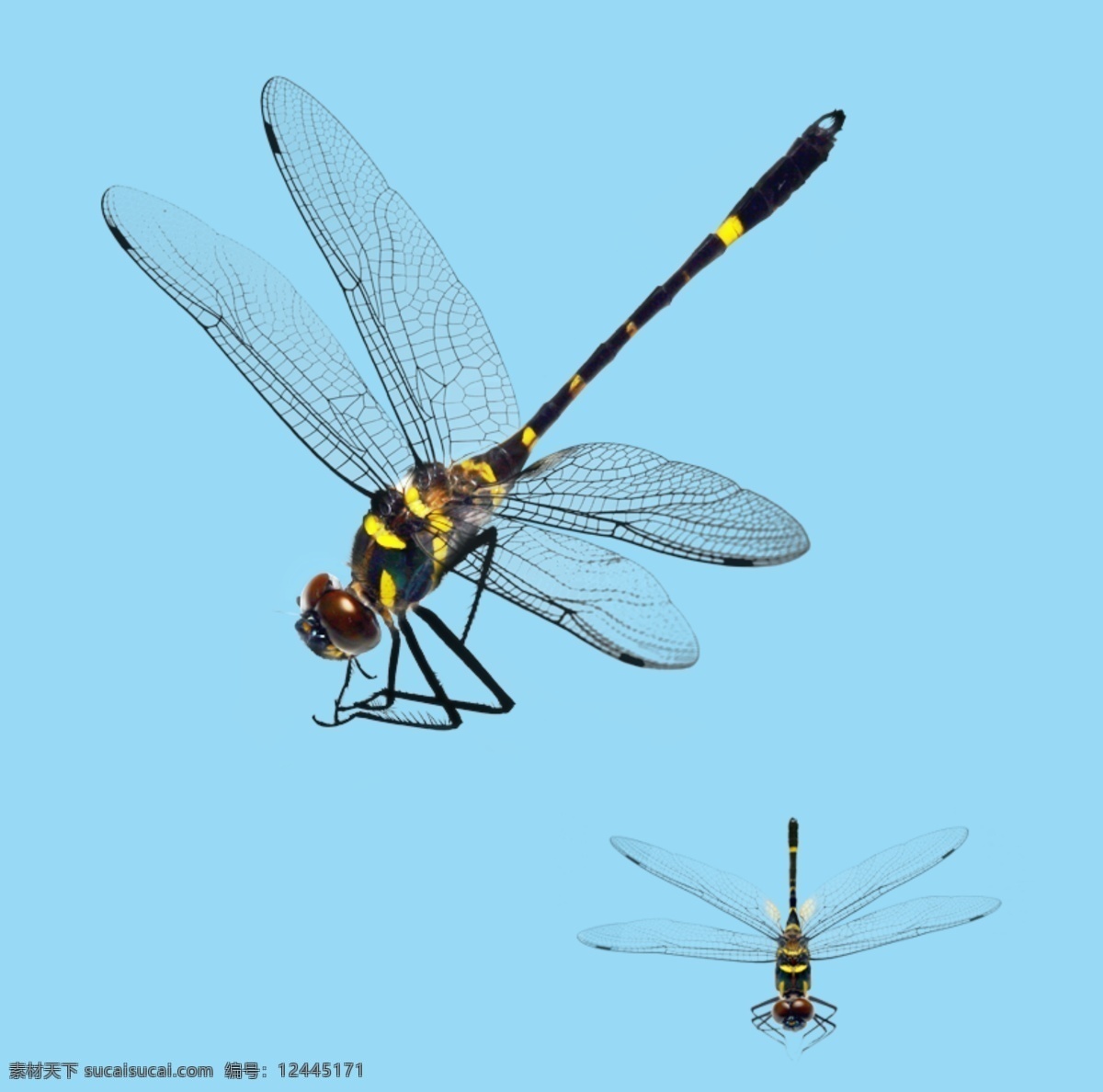 动物 蜻蜓素材 飞虫