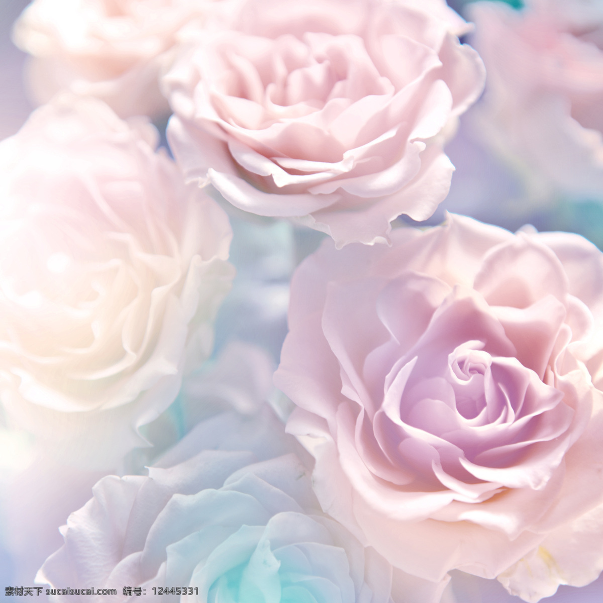柔美 色调 牡丹花 高清 摄影图片 光效 花朵 花卉背景 清新花卉 炫丽 浪漫花卉