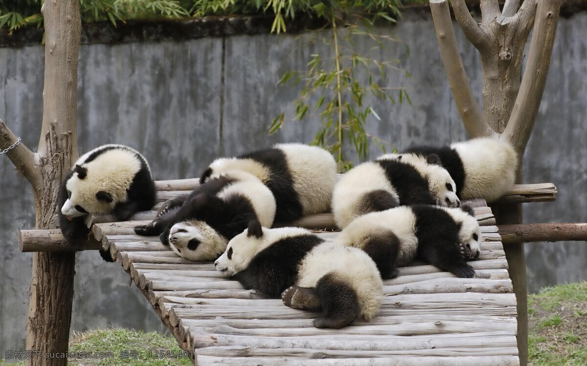 秦皇岛 野生 动物园 熊猫 野生动物 动物 大熊猫 可爱 保护动物 珍稀动物 国宝 生物世界
