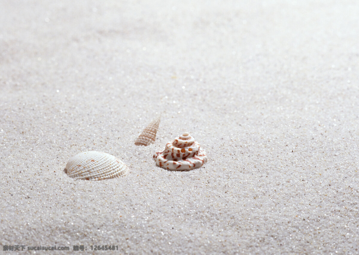 沙滩上的贝壳 贝壳 海贝 海螺 沙滩 大海 海景 生物世界 海洋生物