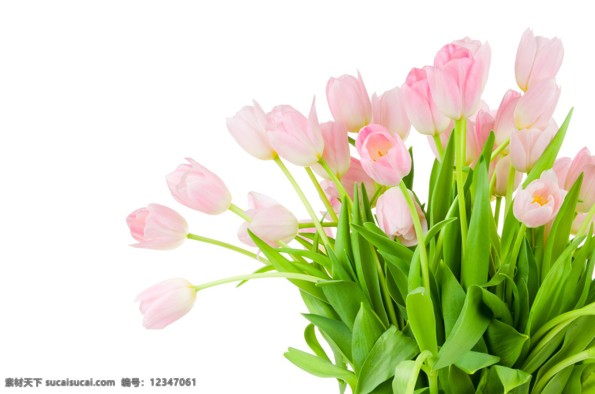 粉色 郁金香 花朵 清新 郁金香花 鲜花 高清图片 植物图片 植物 摄影图片 植物照片 花草树木 生物世界 白色