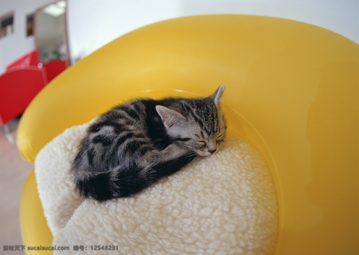 蜷缩 沙发 上 睡觉 猫 可爱的小猫 宠物猫 小猫 宠物 动物 可爱 萌 睡姿 舒服 闭眼 猫咪图片 生物世界