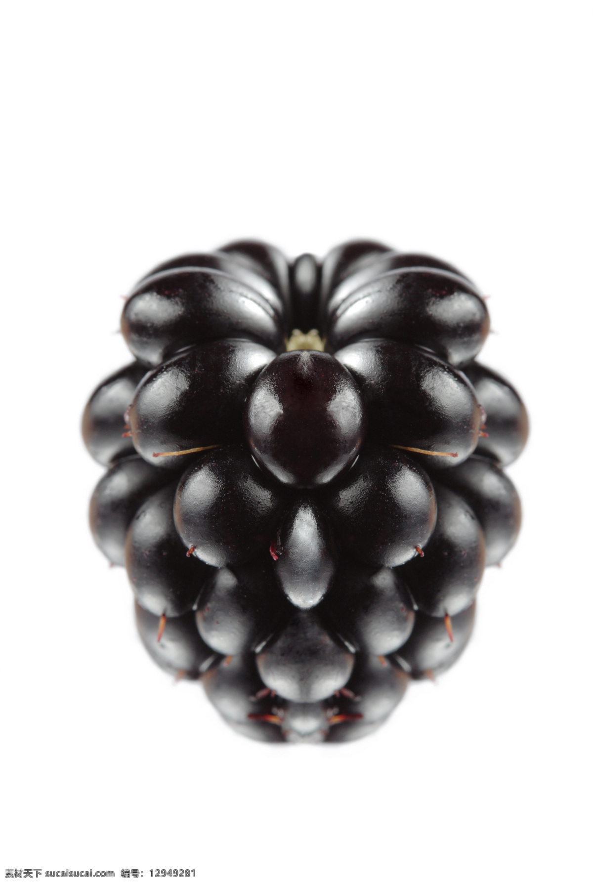 黑 莓 黑莓 水果 浆果 高清水果图 新鲜水果 健康水果 新鲜黑莓 诱人的黑莓 黑莓特写 水果高清图 生物世界 蔬菜图片 餐饮美食