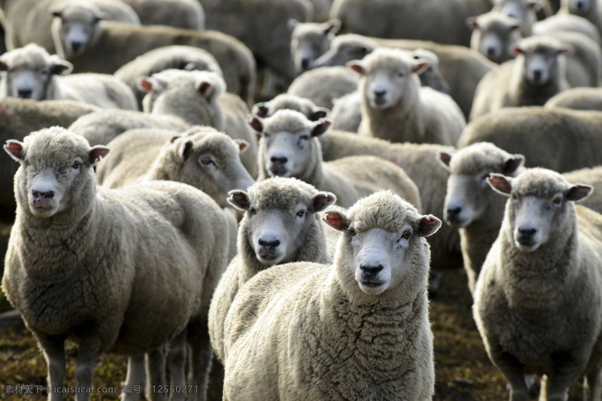 绵羊群 绵羊 羊 家畜动物 动物摄影 羊群 陆地动物 生物世界 黑色