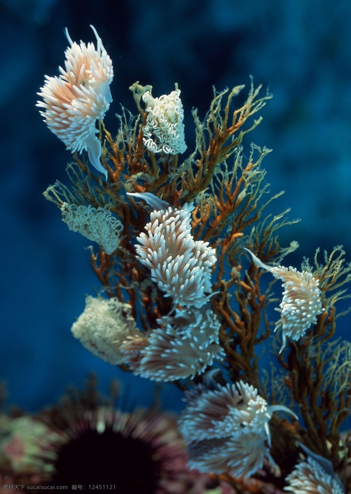 海洋生物 海底世界 海洋 海洋鱼类 礁石 生物世界 鱼 鱼类 洋生物 珊蝴礁石 珊蝴