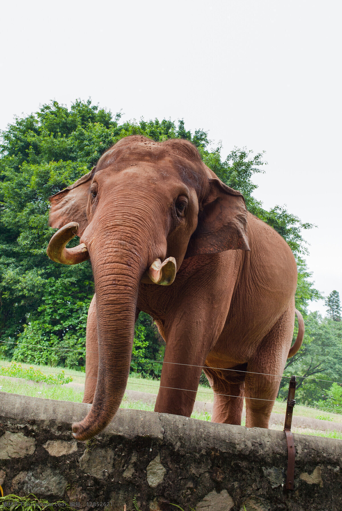 象 大象 非洲象 亚洲象 动物园 生物世界 其他生物