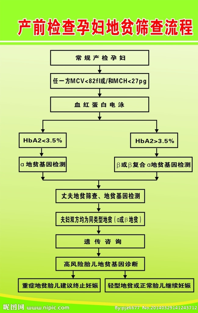 孕妇 贫 筛查 流程图 地贫筛查 模板 产前检查 医院 卫生院 矢量