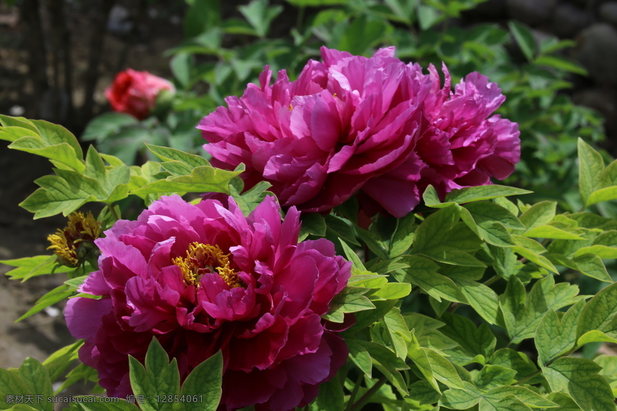 牡丹花 牡丹 观赏花卉 鼠姑 木芍药 百雨金 洛阳花 花朵 花瓣 花蕊 花卉 花儿 花草 植物 园林绿化 绿化景观 芍药牡丹 生物世界