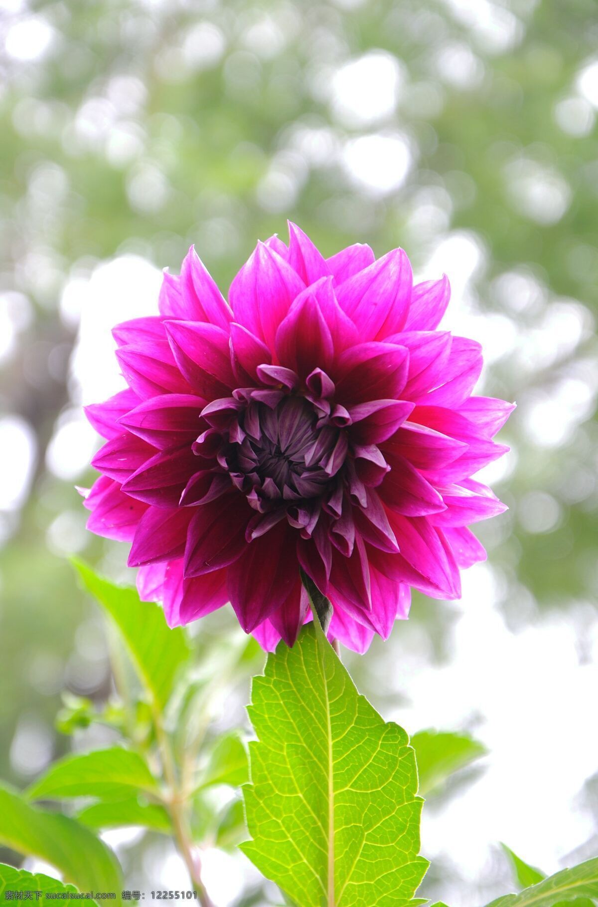 大丽花 红色 花卉 大丽菊 花草 生物世界