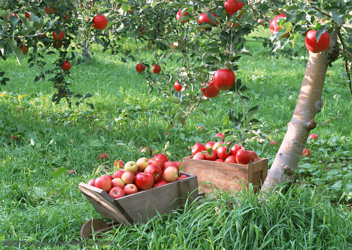 红苹果 青苹果 苹果树 苹果园 苹果 红富士 国光苹果 果树 丰收 硕果 硕果累累 水果 生物世界