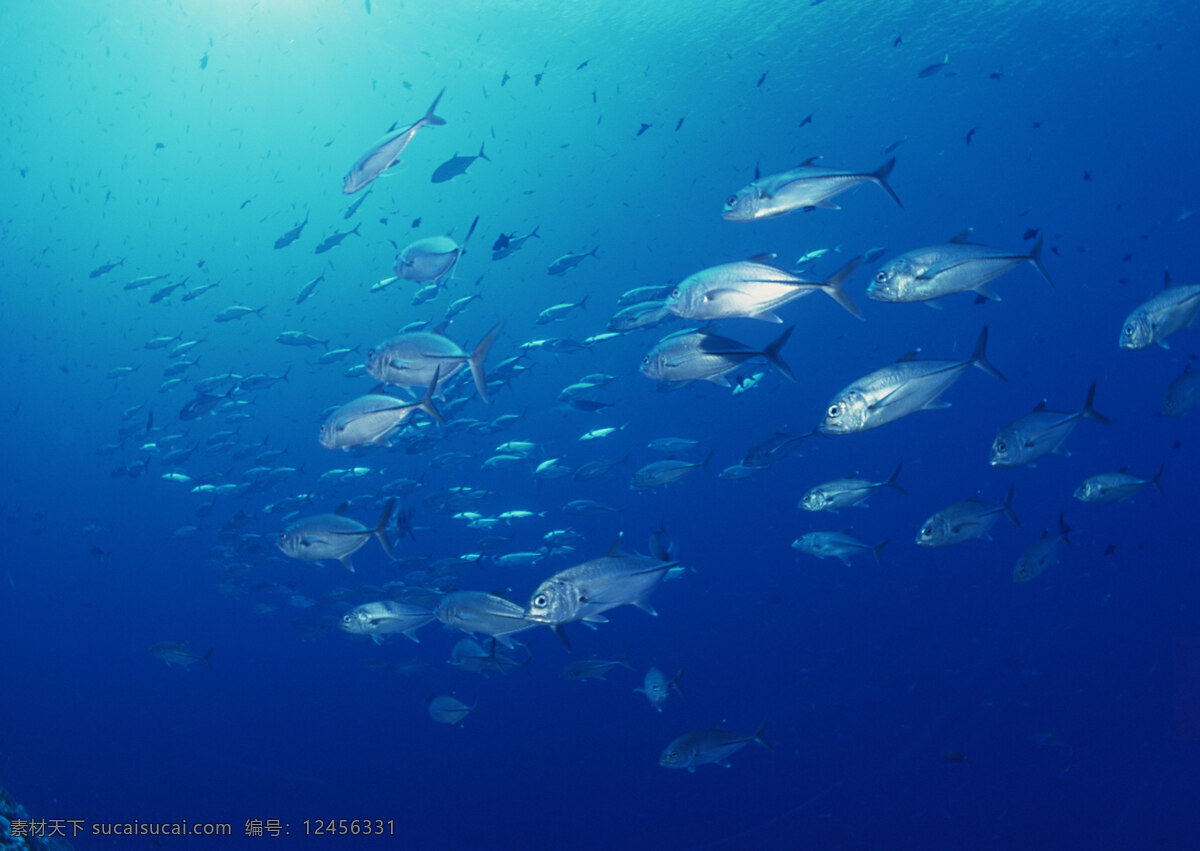 鱼群 热带鱼 大海 蓝色 海底 海洋 海底世界 28潜水海运 生物世界 海洋生物