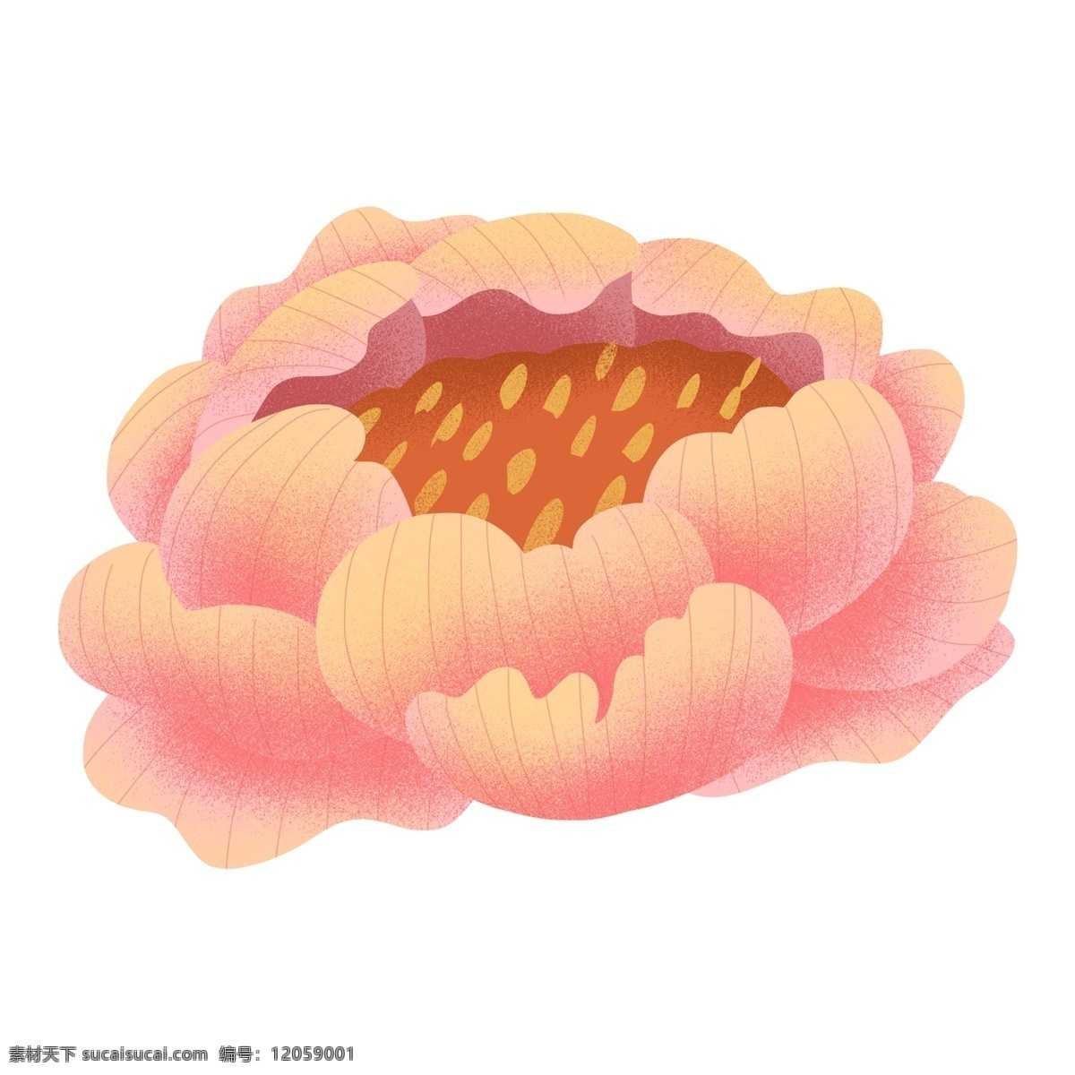 淡 粉色 花卉 手绘 透明 免 扣 花朵 透明素材 玫瑰花卉 卡通素材