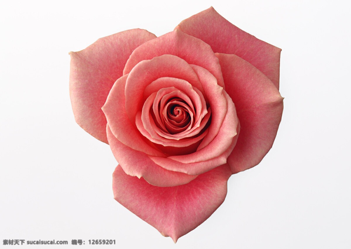 唯美 粉色 玫瑰花 高清 花卉 花朵 花草 花
