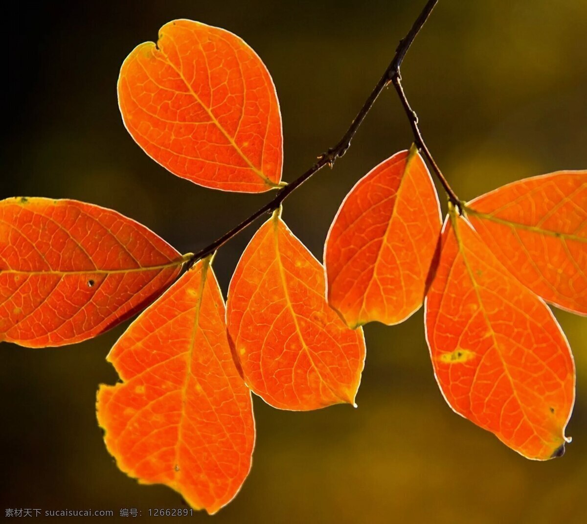 秋天黄叶 黄叶 秋天 叶子 树枝 叶子特写 自然景观 自然风景
