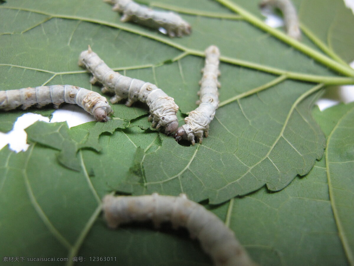 蚕斗 蚕 争斗 生存 桑叶 蚕群 昆虫 生物世界