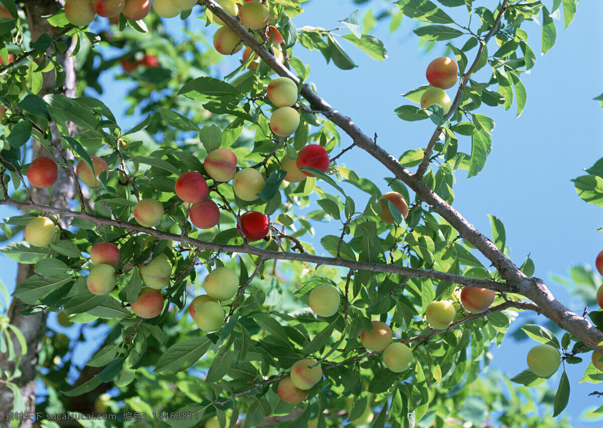 苹果园 红苹果 青苹果 晴天 丰收 苹果 采摘 苹果采摘 苹果素材 苹果图片 新鲜苹果 丰收的苹果园 枝头青苹果 苹果成长期 风景 生活 旅游餐饮