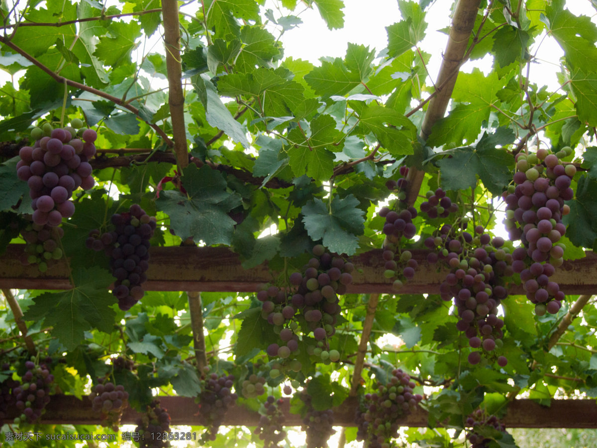 太阳温泉酒店 度假村 敦煌的酒店 葡萄 葡萄架 甘肃风光 生物世界 水果
