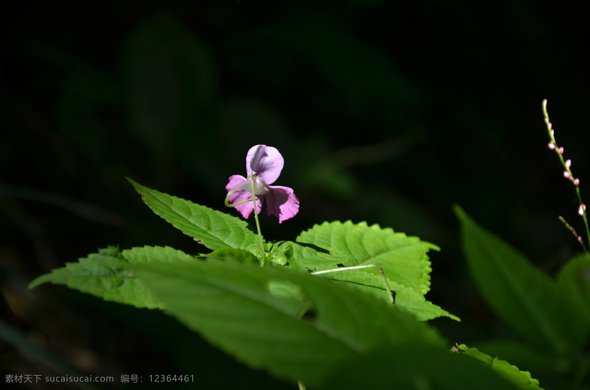 紫色小花 绿色 植物 近距离 小花 花 黑色 背景 桌面 可爱 大自然 生物世界 花草