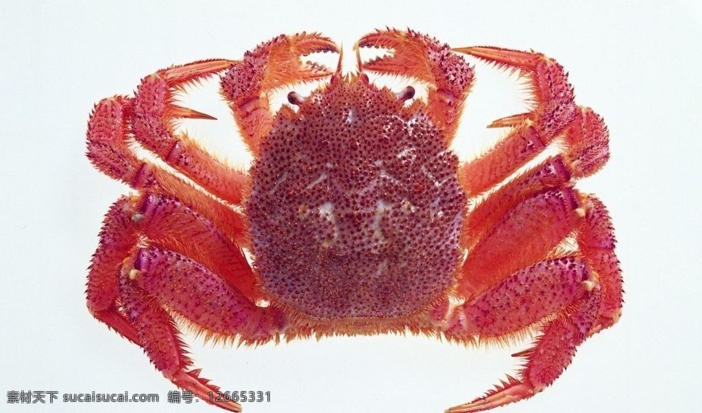 红毛蟹图片 长岛红毛蟹 蟹类 蟹肉 海蟹 风味蟹肉 海鲜 水产 红毛蟹 螃蟹 大闸蟹 餐饮美食 西餐美食