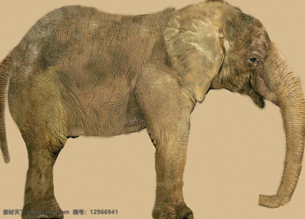 大象模型01 elephant 大象模型 动物模型 陆生动物 3d模型素材 动植物模型
