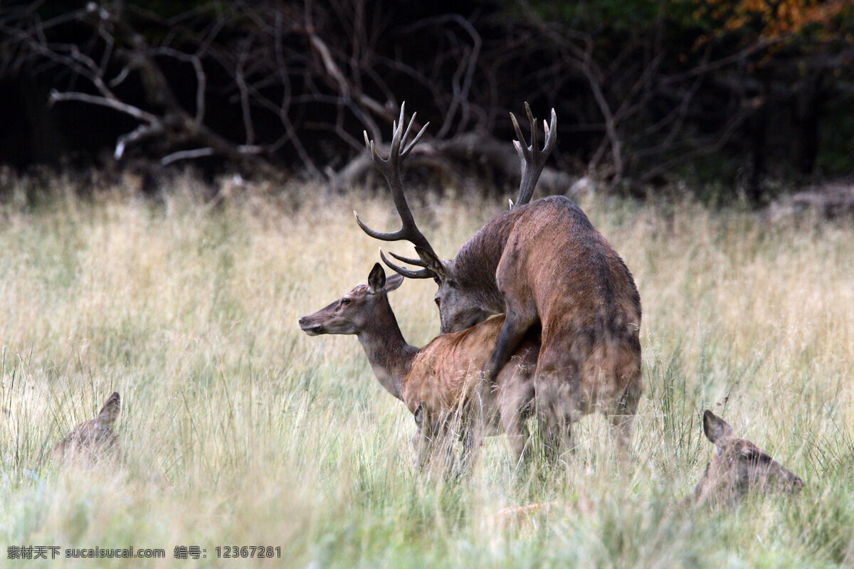 交配中的鹿 草原 麋鹿 鹿 野生动物 动物世界 摄影图 陆地动物 生物世界 黑色