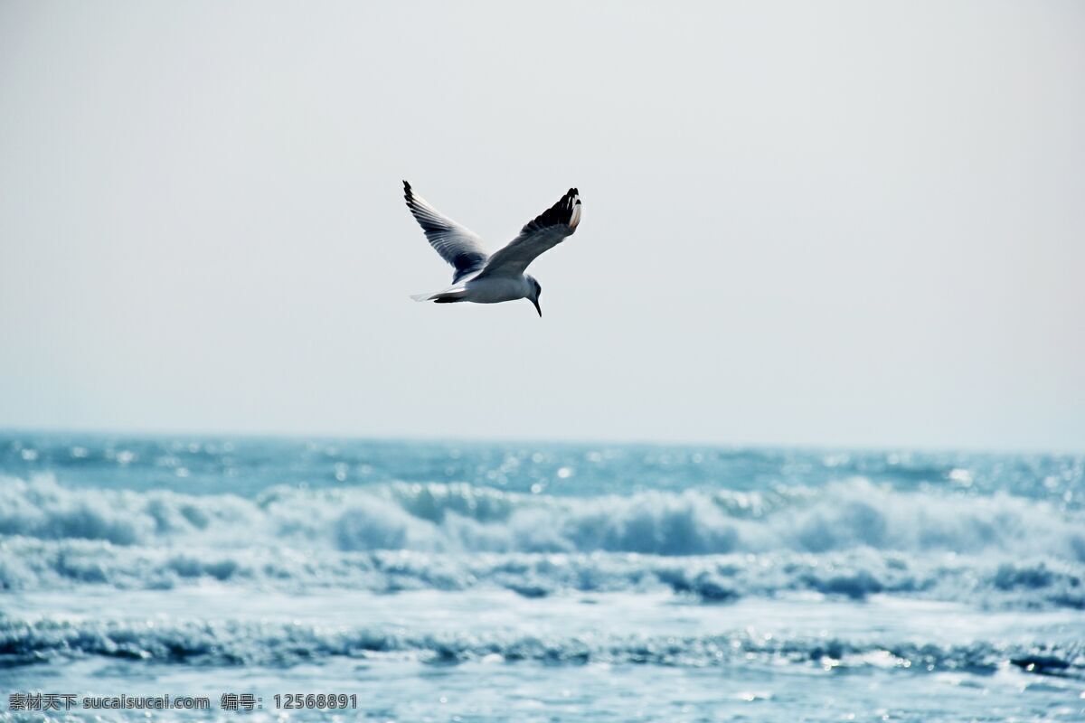 海鸥 大海 蓝色 海洋 海上 自然景观 自然风景