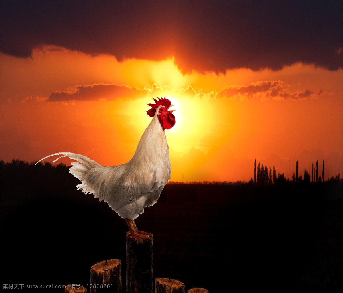 清晨 打鸣 公鸡 鸡 家禽动物 鸡摄影 陆地动物 生物世界 黑色
