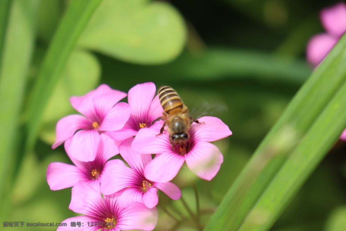 蜜蜂采花 采花的蜜蜂 蜜蜂 勤劳的蜜蜂 小蜜蜂 飞虫 盛开 昆虫 花卉 花朵 花粉 采蜜 鲜花 授粉 春天 绽放 蜂蜜 生物世界
