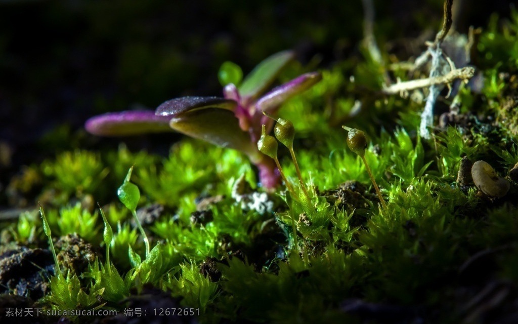 微距生物摄影 微距 生物 小虫 蜗牛 虫子 青苔 泥土 生物世界 昆虫