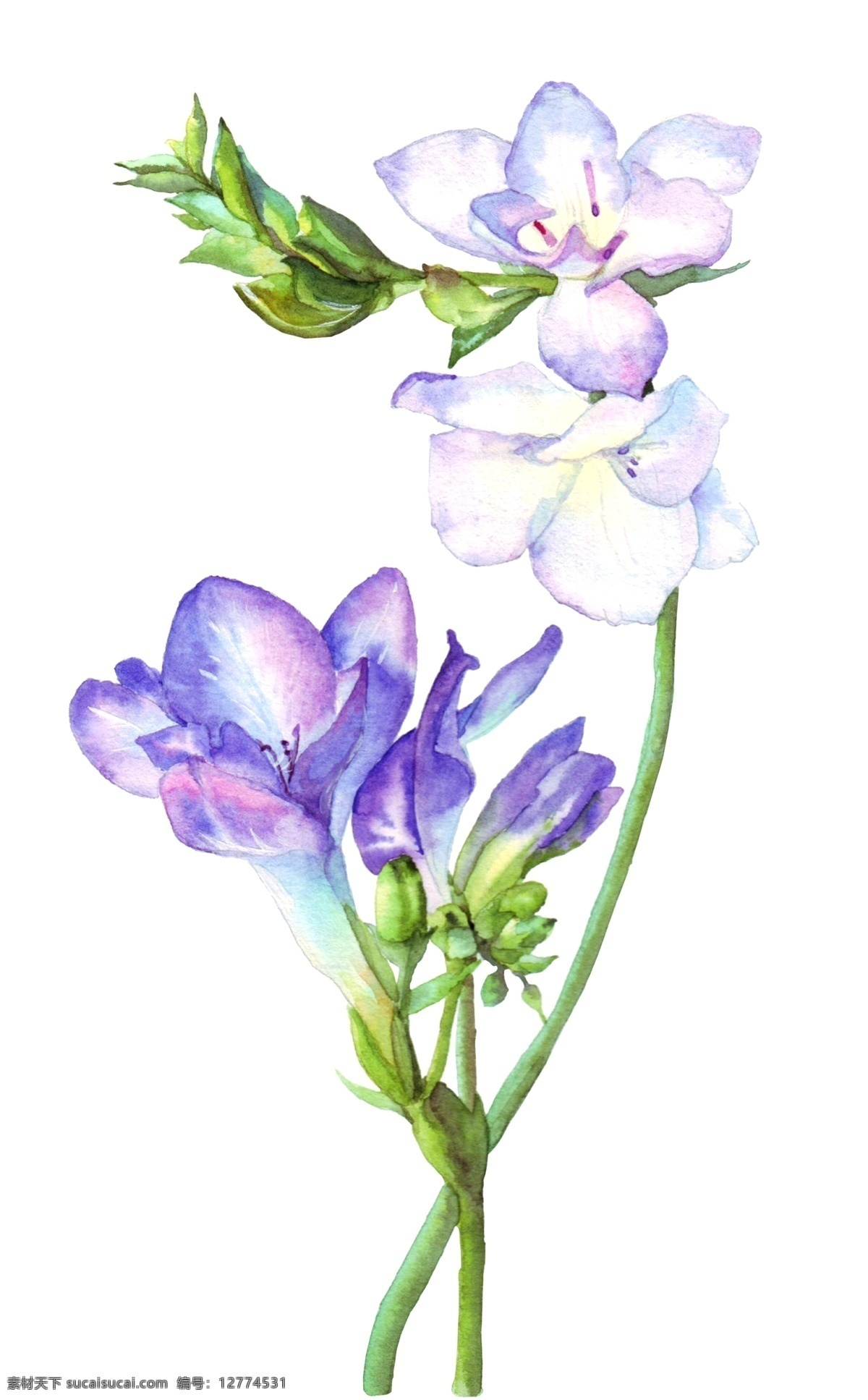 手绘 紫色 兰花 水彩 花卉 紫色的花卉 紫色的兰花 卡通插画 手绘插画 花朵 花瓣 鲜花 绽放 盛开 芬芳的花卉