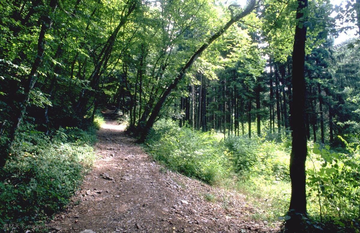 林荫 小路 树林 林荫小路 风景 生活 旅游餐饮
