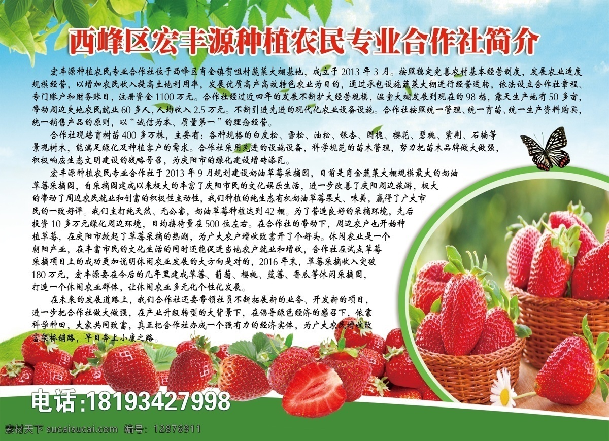 草莓采摘园 草莓特写 水果摄影 红色水果 水果特写 生活百科