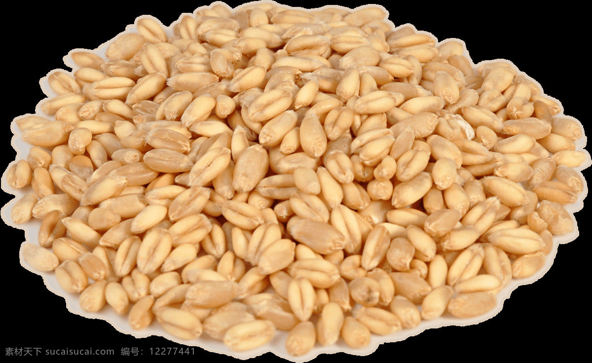 成熟的 小麦 麦子 麦粒 金黄 五谷 粮食 成熟 透明 免 抠 小 自然景观