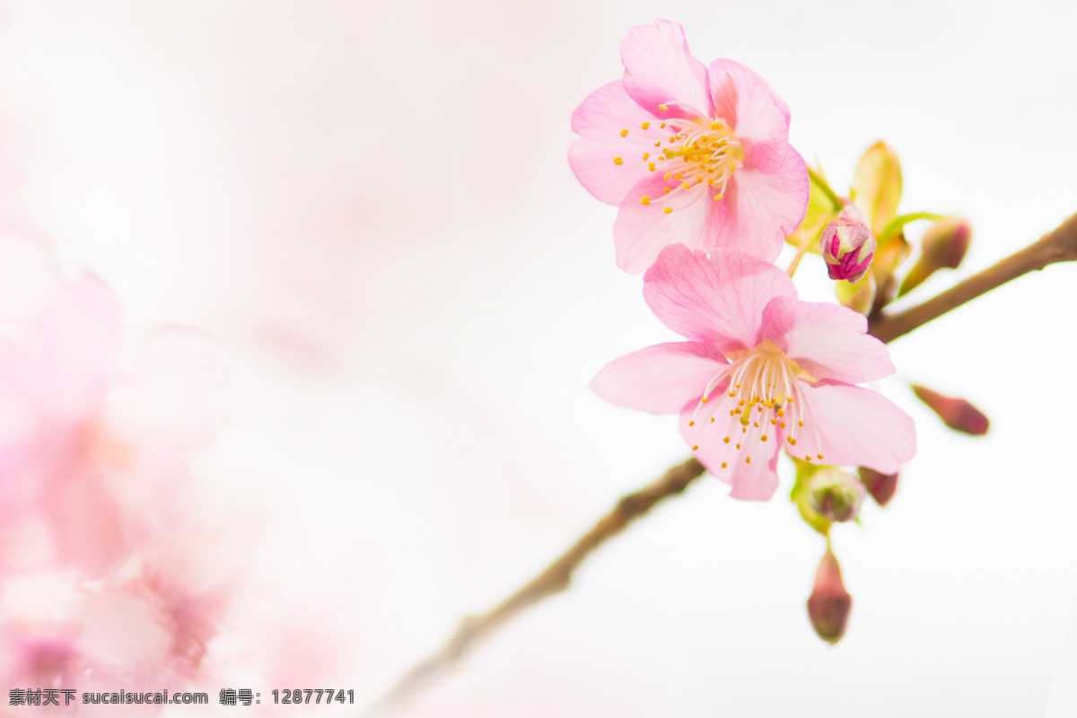 粉色樱花 三月 樱花 蓝天 白云 樱花树 观赏 樱花节 樱花素材 仰拍 植物 风景 春分 春天 树上的樱花 枝丫 自然景观 自然风景