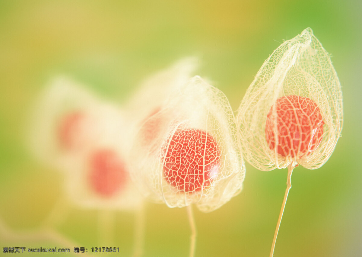 花免费下载 插花 插花艺术 高清花朵 花 花朵 花朵花束 浪漫花朵 玫瑰 情人节花 水珠 鲜花装饰 节日素材 情人节七夕