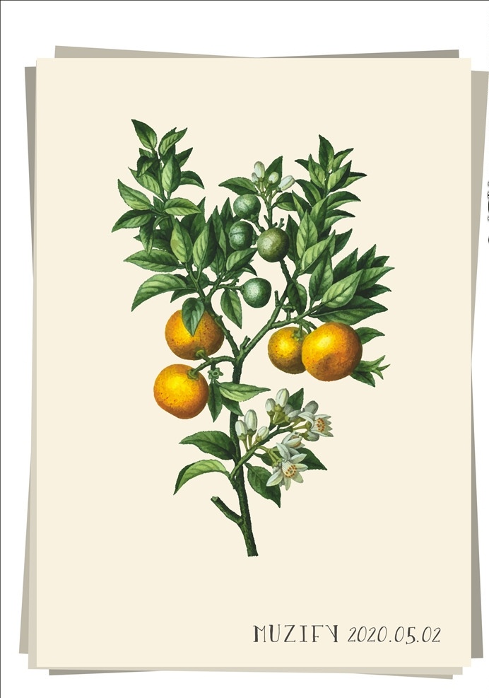 桔子 水果图鉴 桔子树 水果 植物 手绘稿 画稿 画册 花卉 植物图鉴 生物世界