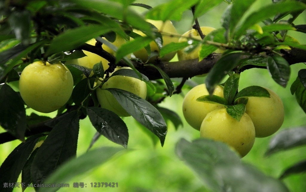 奈李 水果 素材瓜果 生物世界