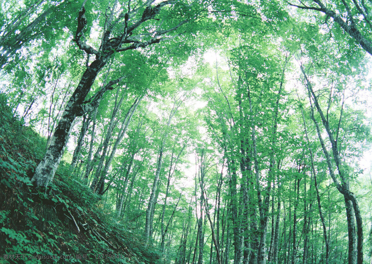 树林图片 森林树木 树林风景图片 树林高清图片 树木树叶 植物素材 生物世界 高清图片 花草树木