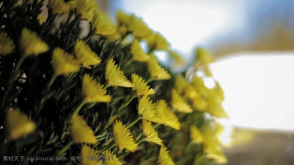 黄色 花卉 盛开 延时 视频背景 实拍视频 视频 视频素材 视频模版 黄色花卉盛开 延时摄影 花卉盛开