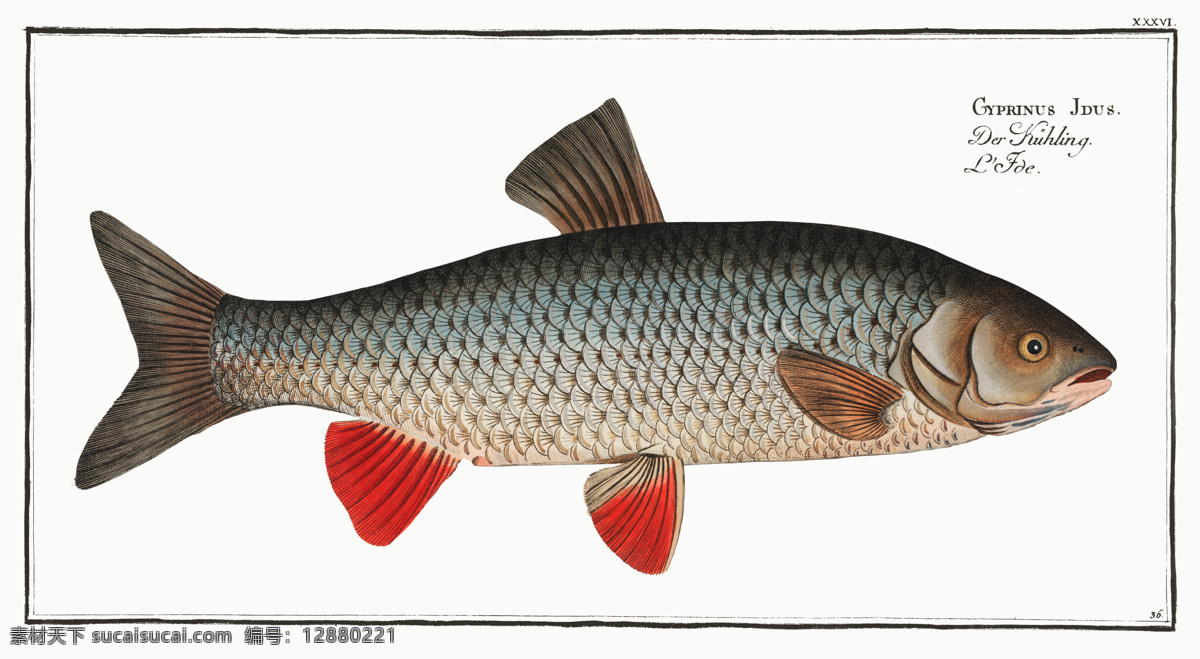 鱼类 手绘鱼 卡通鱼 鱼插画 彩色鱼 漂亮鱼 水彩鱼 绘画鱼 速写鱼 海洋生物 动物 生物世界