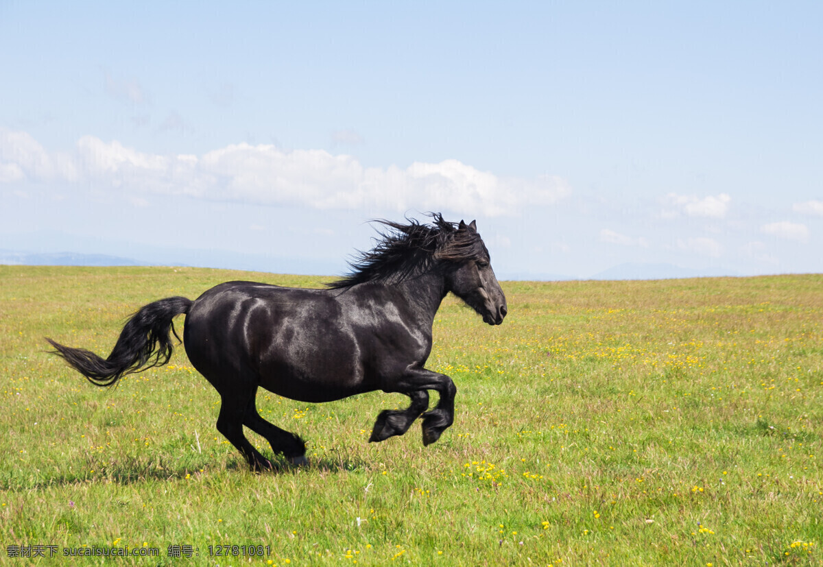草原 奔驰 黑马 草原奔驰 驰骋 奔跑 马 骏马 马匹 动物摄影 动物世界 陆地动物 生物世界