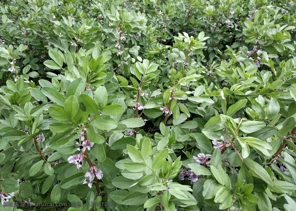 胡豆花 胡豆 花 绿色 2020 摄影作品 生物世界 花草